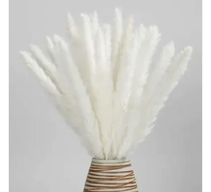 10Pampas Décor Naturel