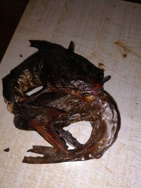 Poisson séché de qualité