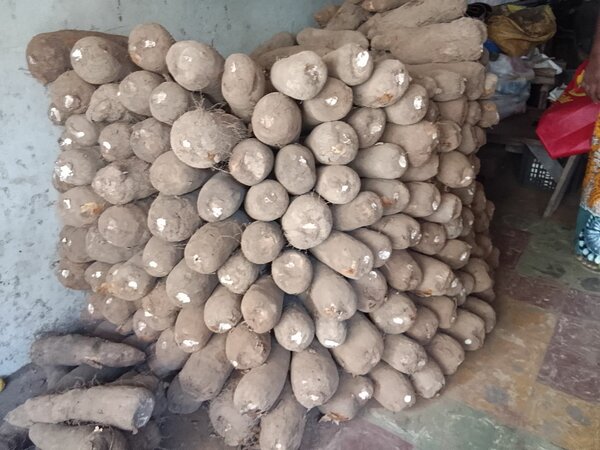 Igname kponan de qualité supér