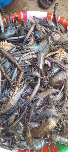 Écrevisse eau douce