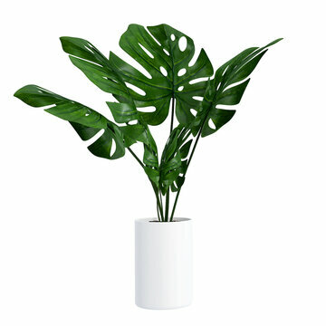 House beautiful plant