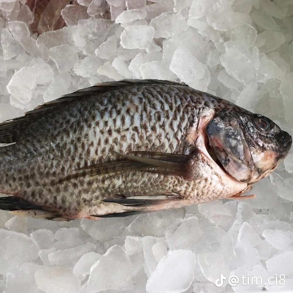 Tilapia fraîche sur glace