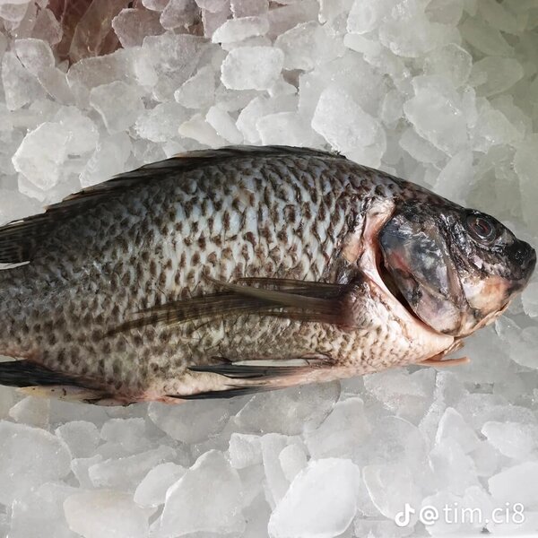 Tilapia fraîche sur glace
