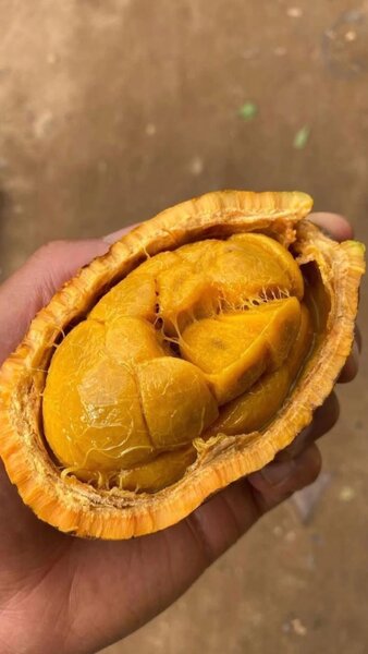 Côcôta frais et délicieux