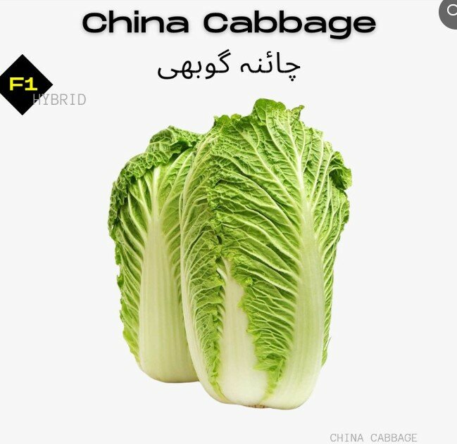 Chinese Cabbage Seeds (Napa Cabbage), F1 Hybrid