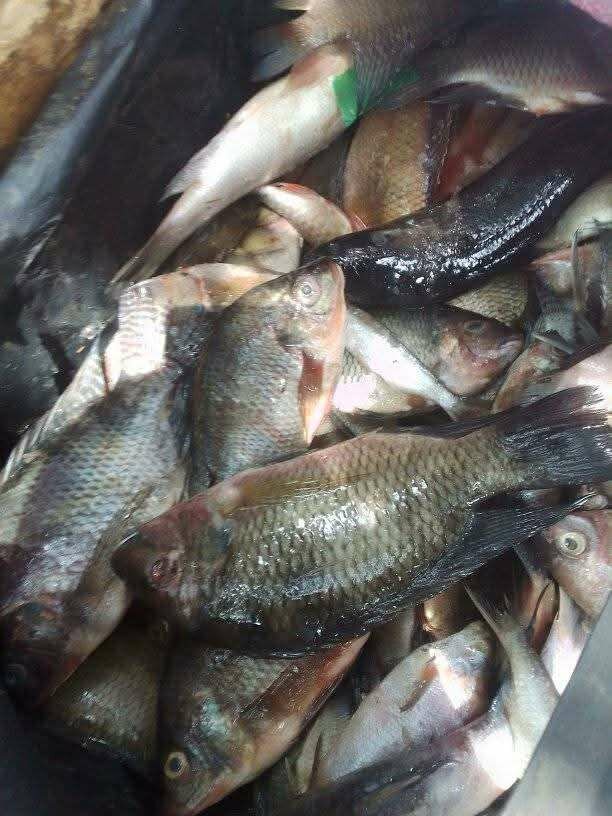 Poisson carpe déjà nettoyé