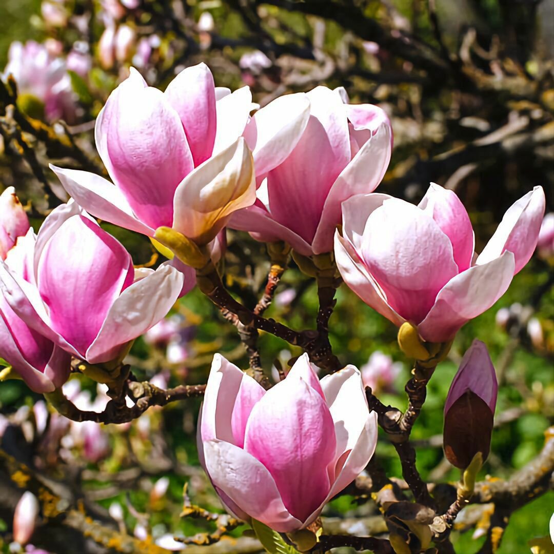 Магнолия