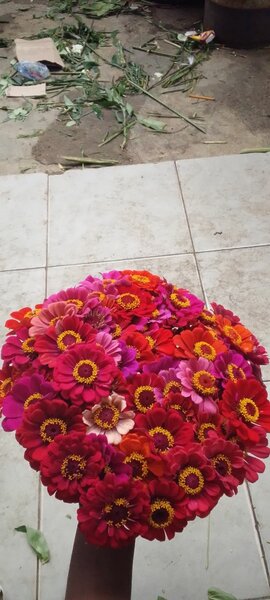Bouquet vibrant de Zinnias