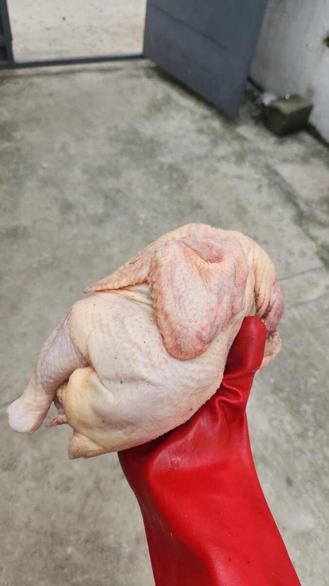 Poulet de chair 1,9 kg