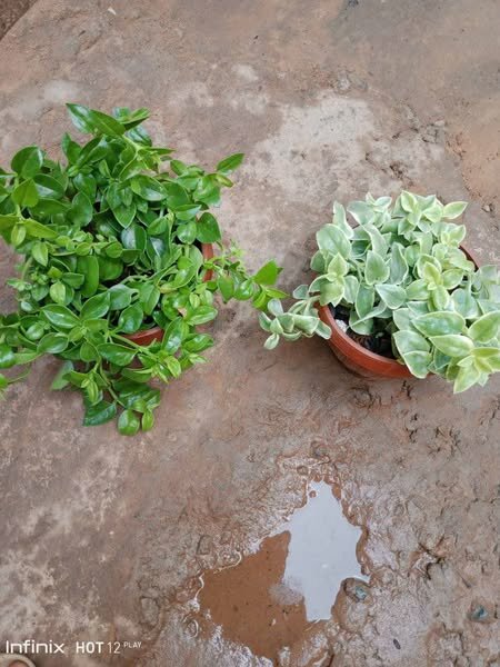 plantes vertes d'intérieur