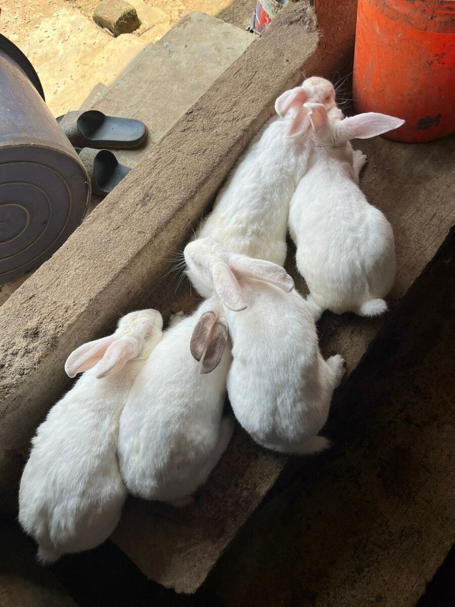 Lapins consommation &repro