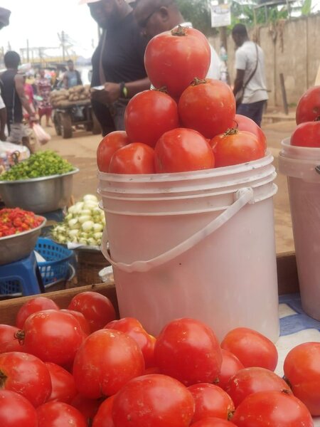 Navorongo tomatoes