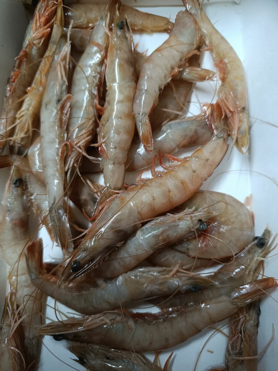 Crevettes