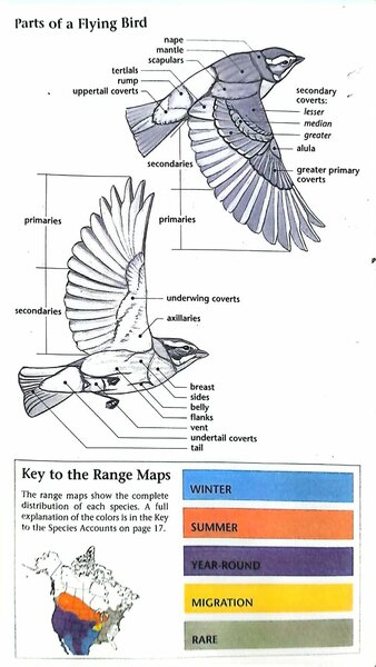 FIELD GUIDE TO THE BIRDS OF EASTERN NORTH AMERICA
