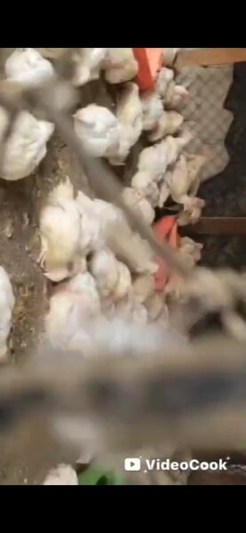 Poulet de ferme frais