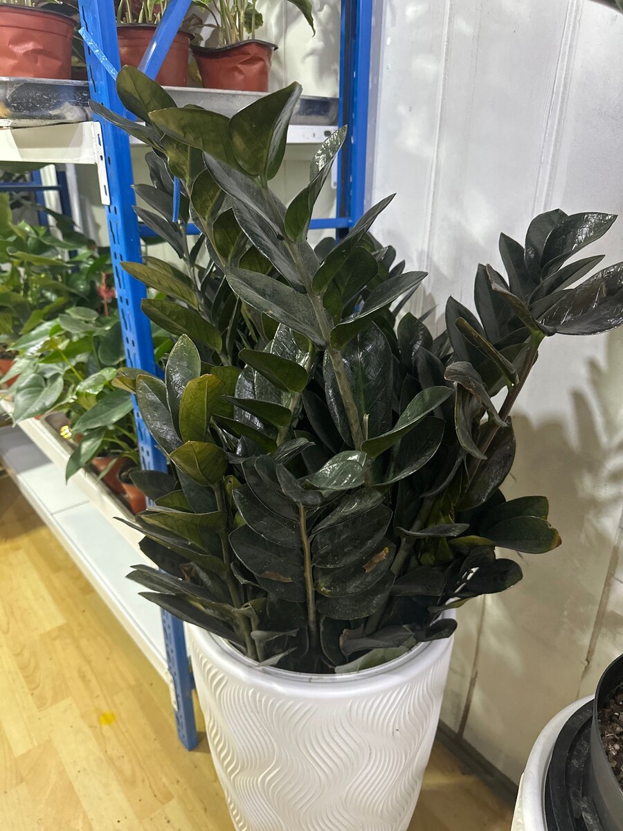 замиокулькас черный гигант