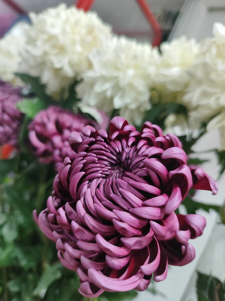 Хризантемы голандия,Кения.