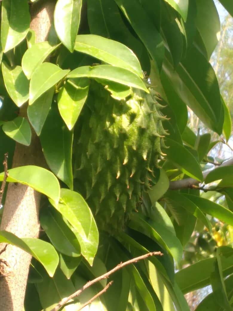 Soursop plants, granadilla, oranges, mangoes etc