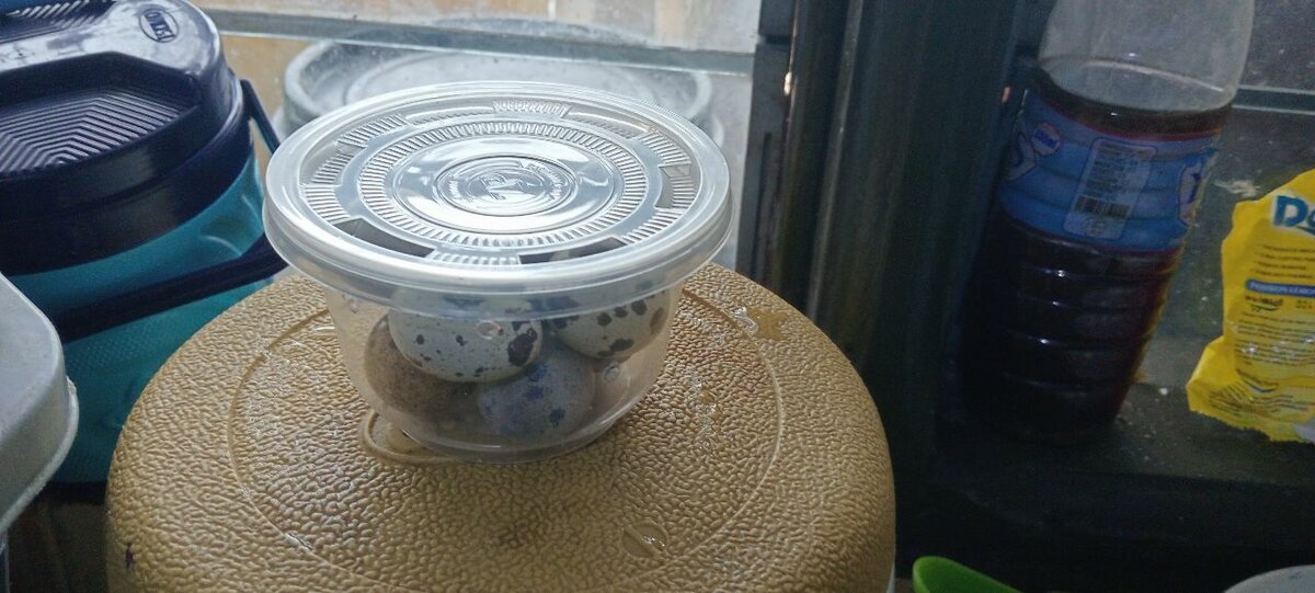 Œufs de caille frais