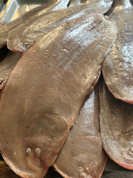 Sole locale Poisson frais mer