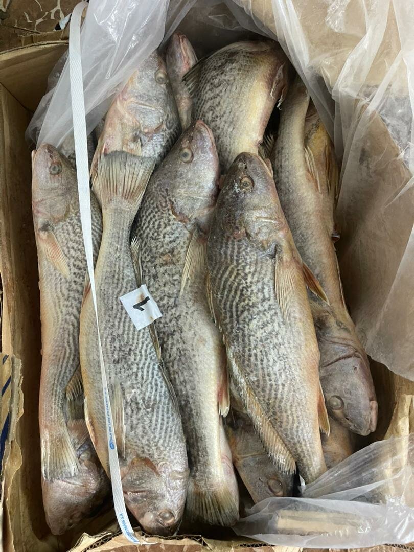 Sosso américain 20kg