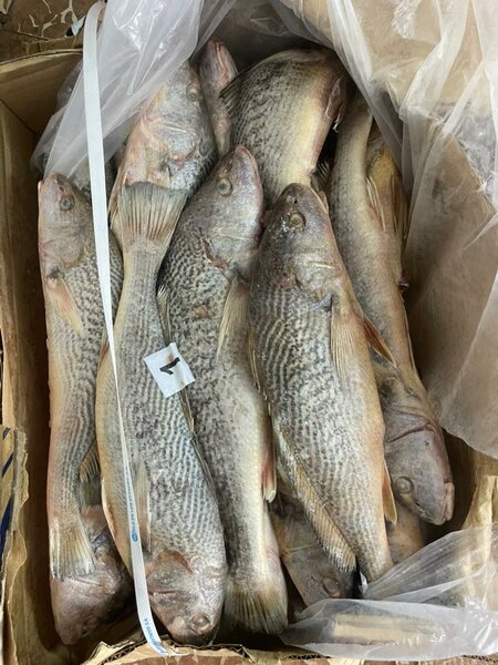 Sosso américain 20kg