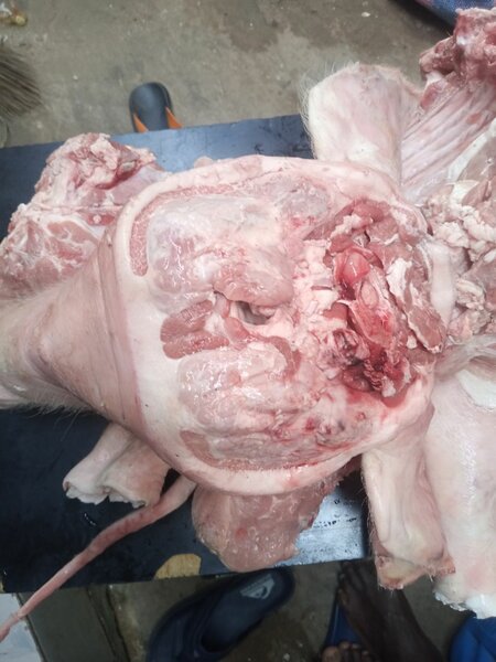 Viande de porc africain