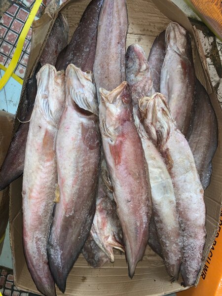 Poisson frais: <<Loche>> 20 kg