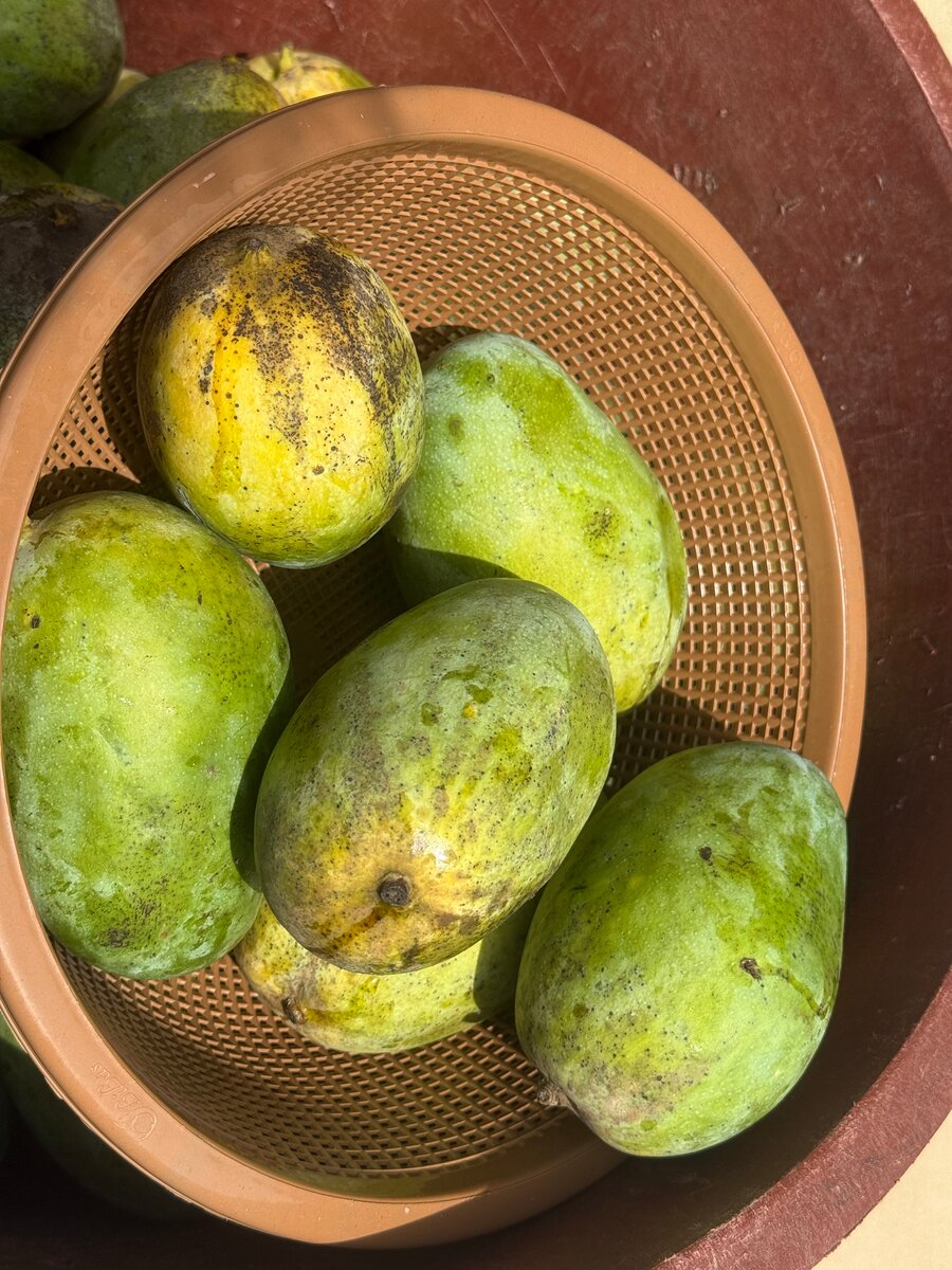 Mangues fraîches exotiques