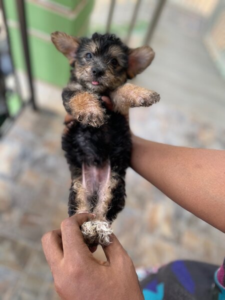 Yorkshire Terrier Pup