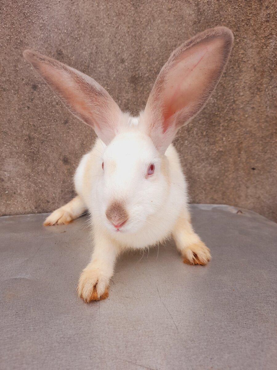 Lapins adorables en vente