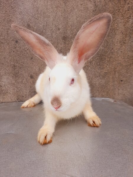 Lapins adorables en vente