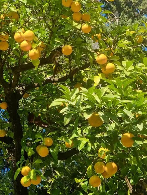 Orangers juteux frais - 1kg