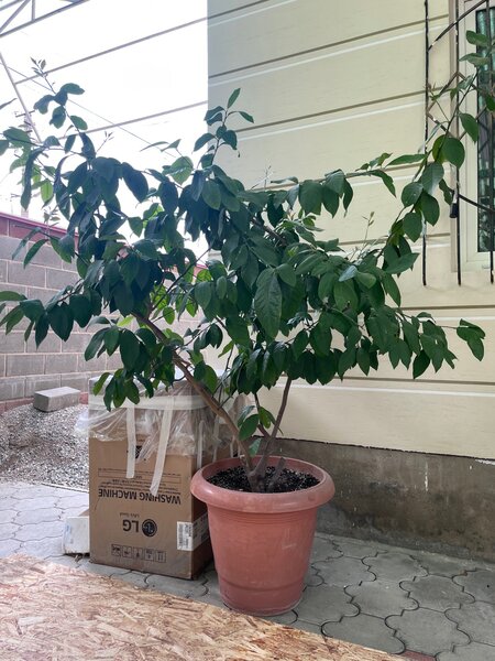 Лимон большой