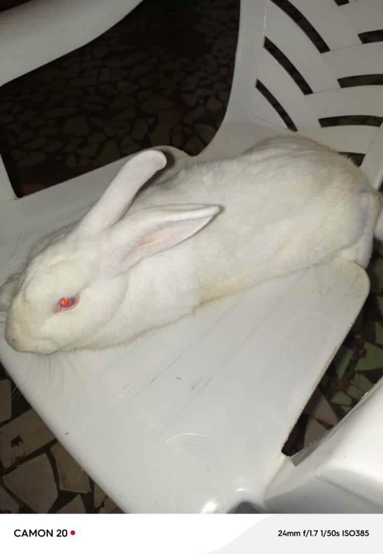 Lapin blanc pelucheux