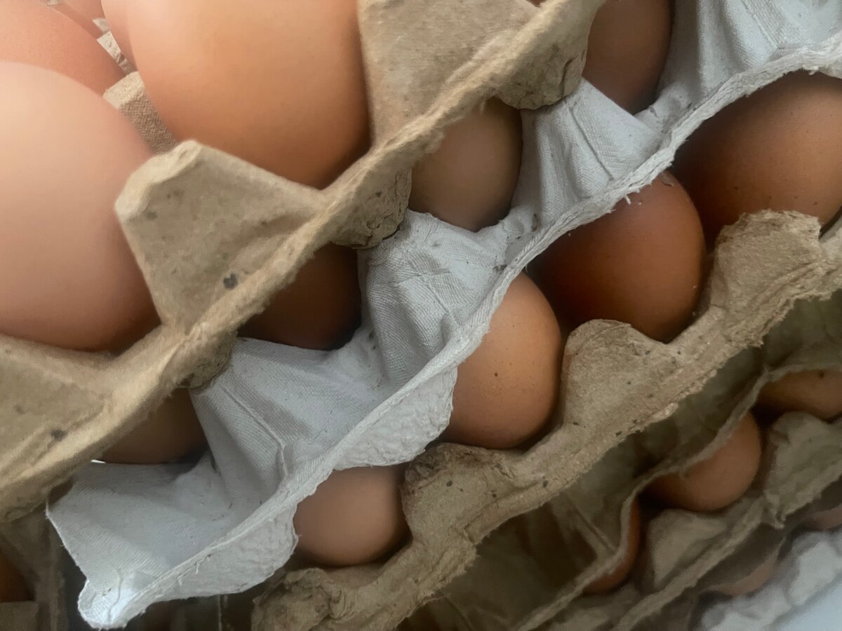 Œufs frais de ferme