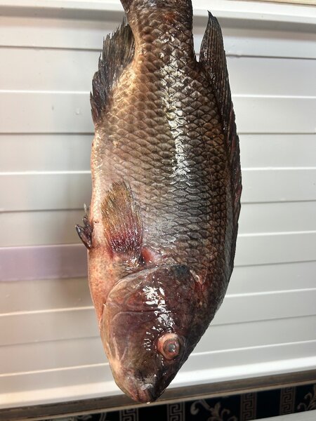 Fresh Tilapia