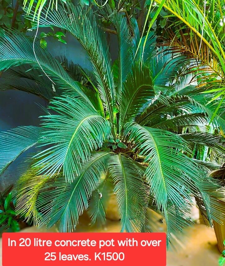 Potted indoor/outdoor plants