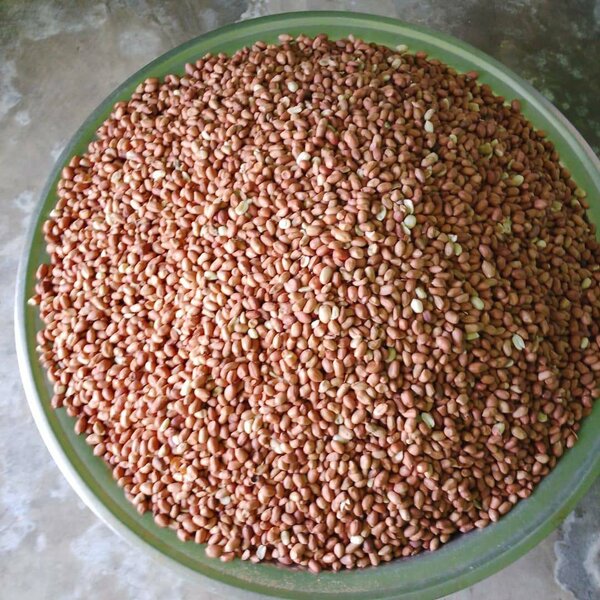 Arachides crues en vrac