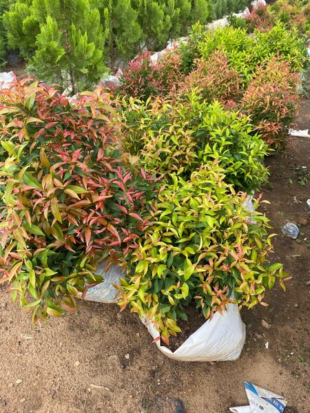 Plantes ornementales colorées