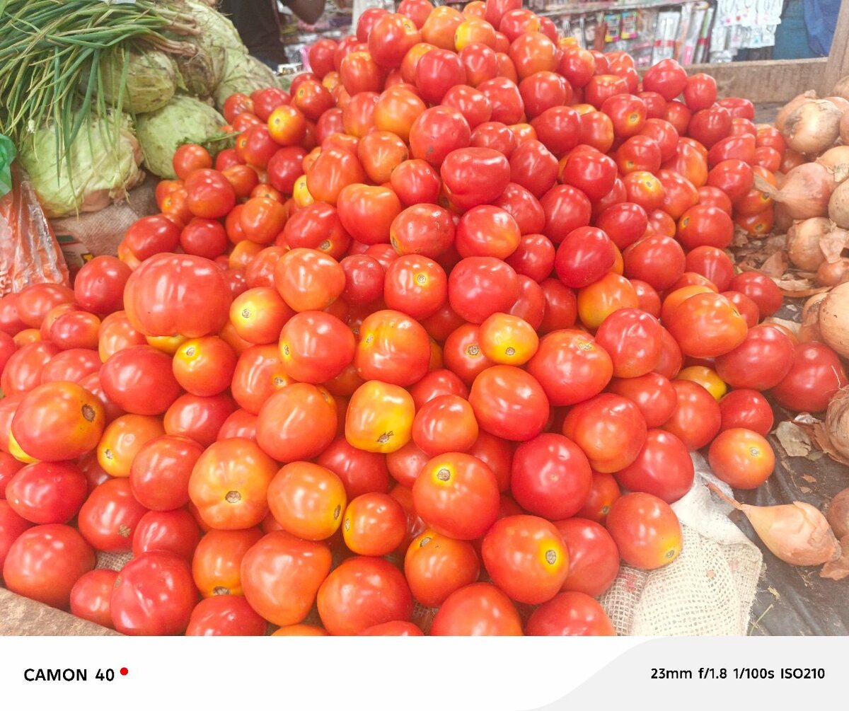 Tomates frais et juteux
