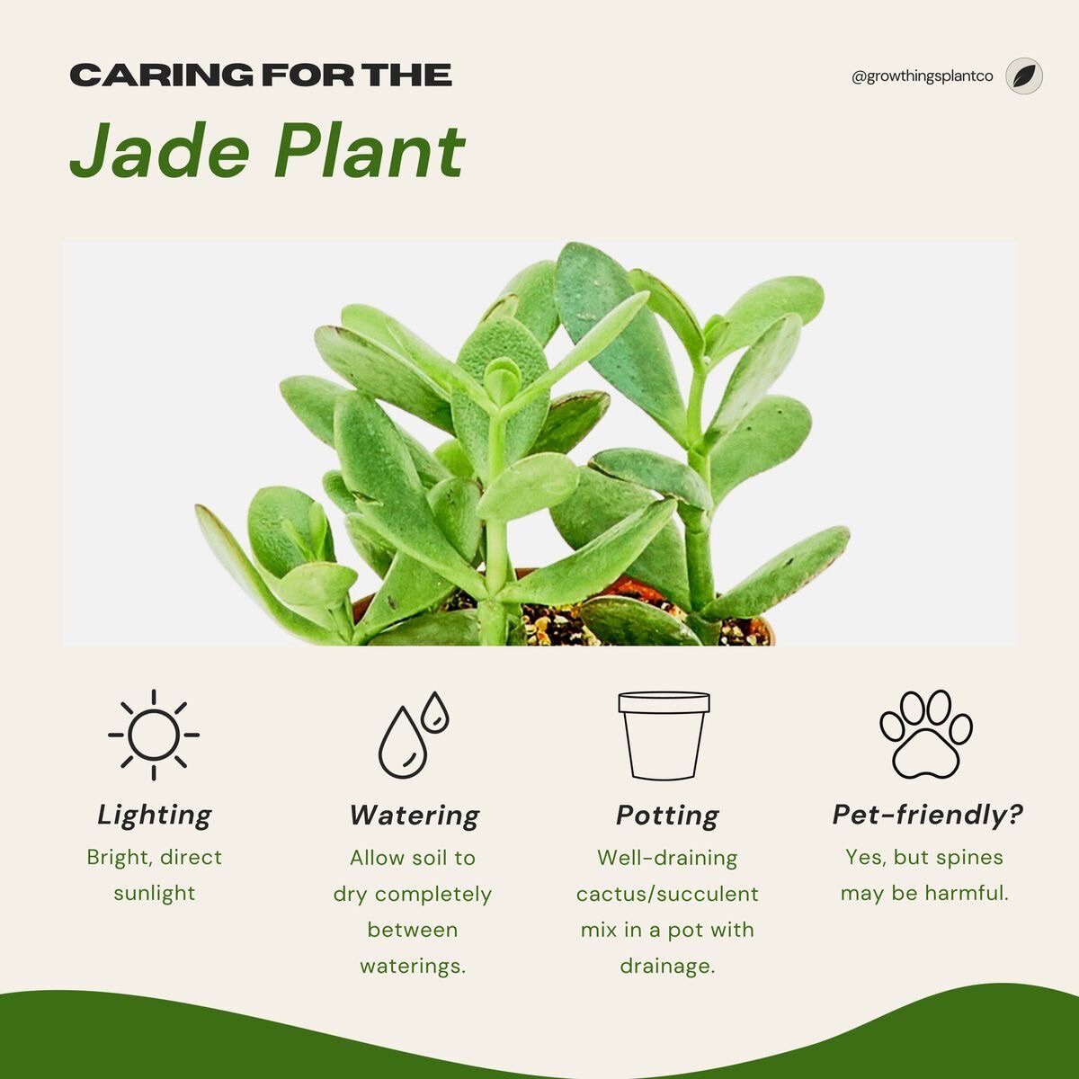 Trailing Jade (Kleinia petraea)