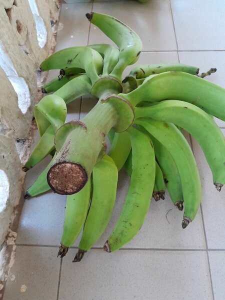 Bananes Plantains BIO