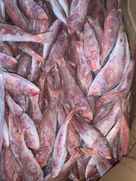 Poissons frais *Rouget*