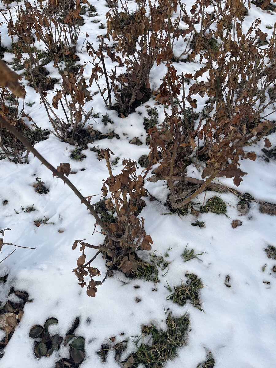 Голландская Роза