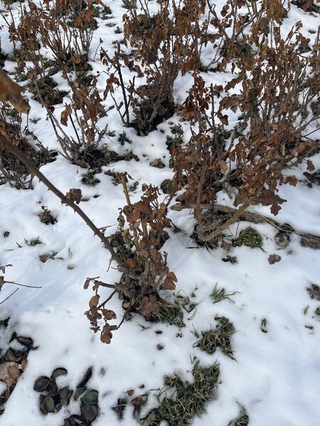 Голландская Роза