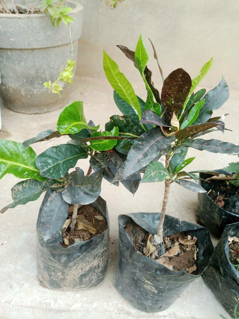 plantes vertes d'intérieur