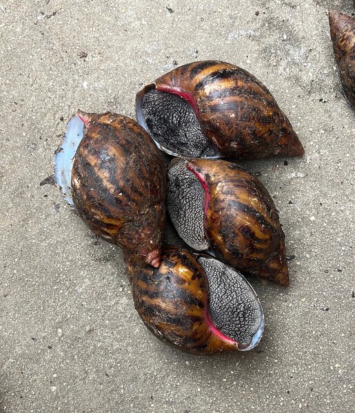 Des escargots, Bananes Etc