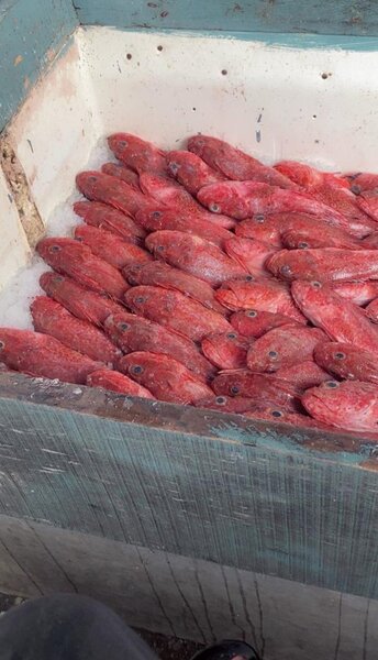 Poisson Rouge Frais rascasse