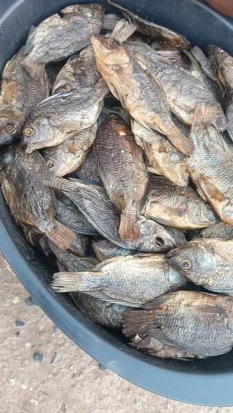 Dry Closed bream's